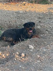 Cucciolona ROTTWEILLER