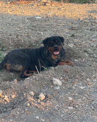 Cucciolona ROTTWEILLER