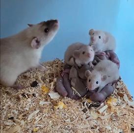 Ratti da compagnia + Gabbia + Cibo + Base