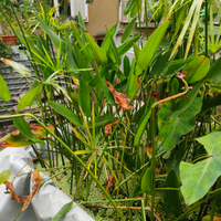 Piante palustri per laghetto