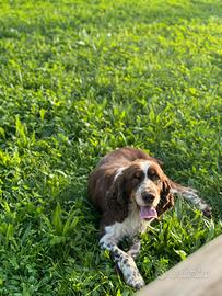 Springer spaniel per monta