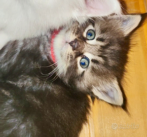 Splendida Maine Coon blù