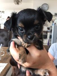 chihuahua Toy e volpino di Pomerania Toy 