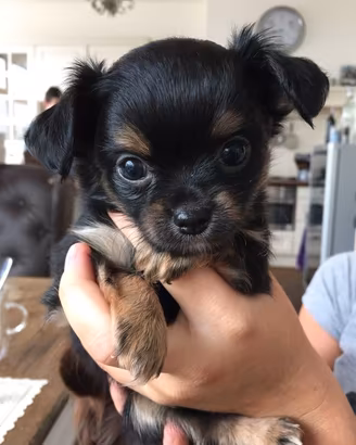 chihuahua Toy e volpino di Pomerania Toy 