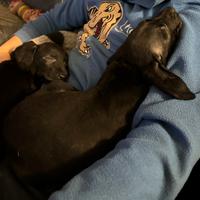 Cuccioli meticci 2 mesi e mezzo