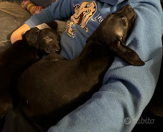 Cuccioli meticci 2 mesi e mezzo