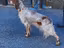 Immagine 2