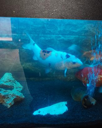 Carpe koi  
