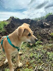Cuccioli destinati a vivere in canile