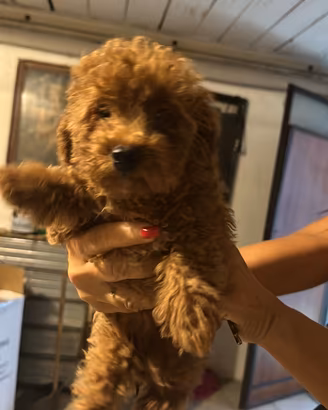 Cucciola femmina di barboncino Toy