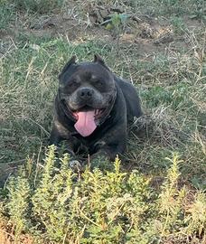 American bully standard