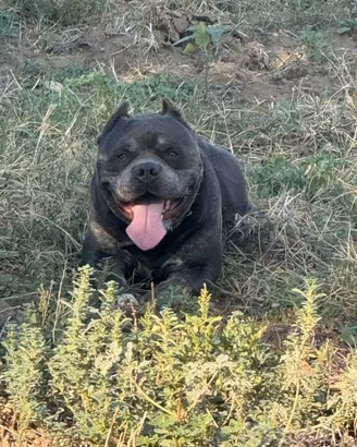American bully standard