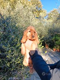 Cocker con pedigree ENCI