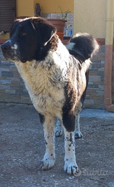 Pastore dell'Asia centrale