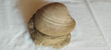 Guscio fossile completo (2 valve) di Sinodia Gigas