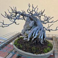 bonsai fico su roccia 