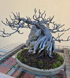 bonsai fico su roccia 