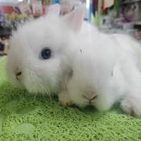 Bianchi Coniglietti nani