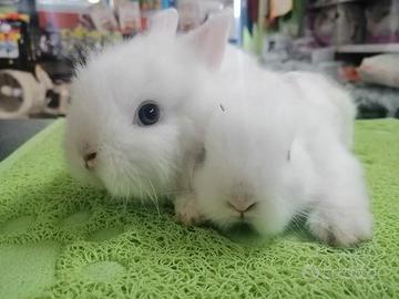 Bianchi Coniglietti nani