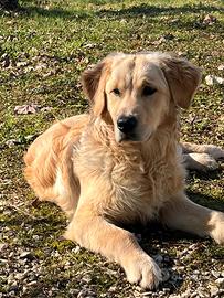 Golden retriver