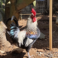 Gallo gallina valplatani