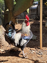 Gallo gallina valplatani