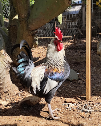 Gallo gallina valplatani