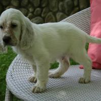 Cuccioli setter inglese linee da bellezza