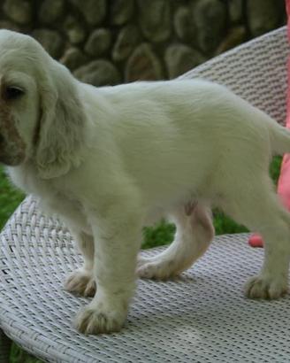 Cuccioli setter inglese linee da bellezza