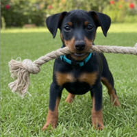 Pinscher Nano (Zwergpinscher)