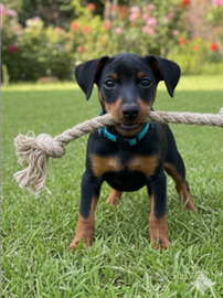 Pinscher Nano (Zwergpinscher)