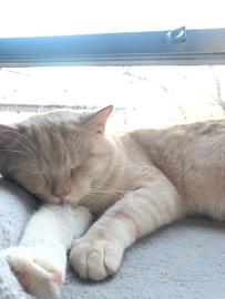 Gatti Scottish Straight per monta