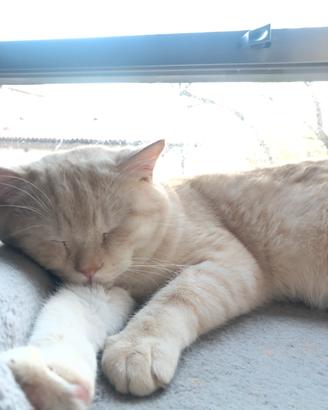 Gatti Scottish Straight per monta