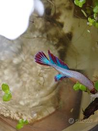 Pesci di acqua dolce , pesci rossi ,betta ne