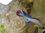 Immagine 1