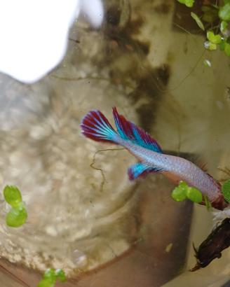 Pesci di acqua dolce , pesci rossi ,betta ne