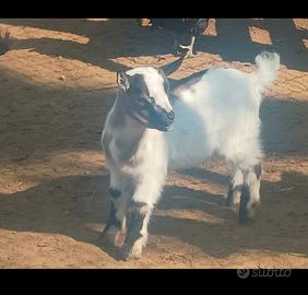 Capretto tibetano