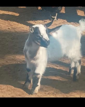 Capretto tibetano