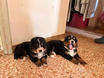 2 cucciole bovaro disponibili