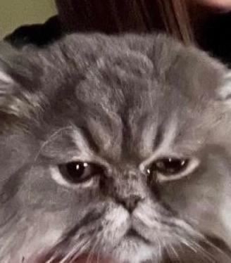 Gatto persiano maschio intero