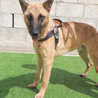 SPENCER - PASTORE MALINOIS 18 mesi