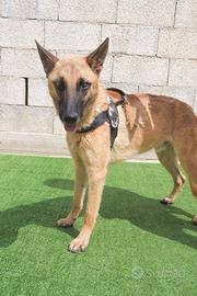 SPENCER - PASTORE MALINOIS 18 mesi