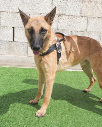 SPENCER - PASTORE MALINOIS 18 mesi
