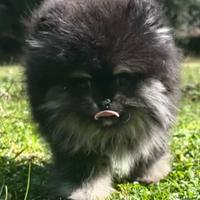 Pomerania spitz nano