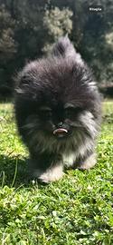 Pomerania spitz nano