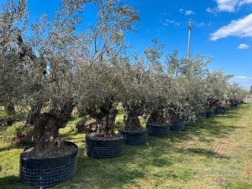 Piante di ulivo