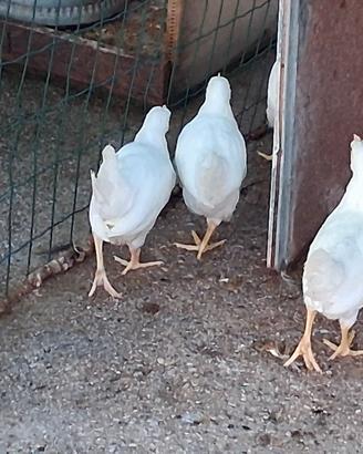 Galline ovaiole livornese