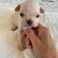 Cuccioli di bulldog francese