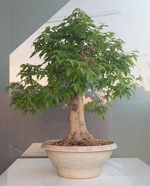 Bonsai Acero Buergeriano