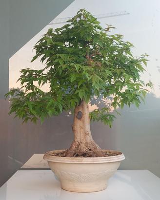 Bonsai Acero Buergeriano